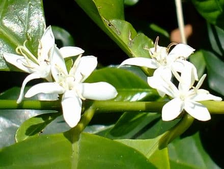 coffee flower